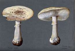 Image of False deathcap