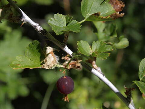 Image of whitestem gooseberry