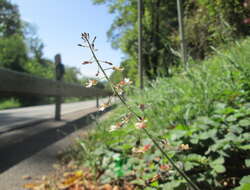 Image of broadleaf enchanter's nightshade