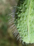 Image of round pricklyhead poppy