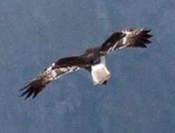 Image of Reunion Harrier