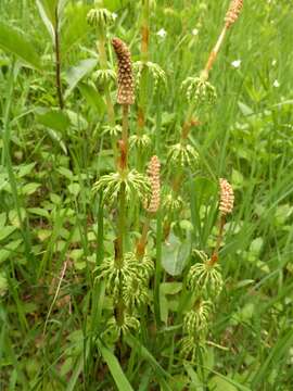 Image of Wood Horsetail