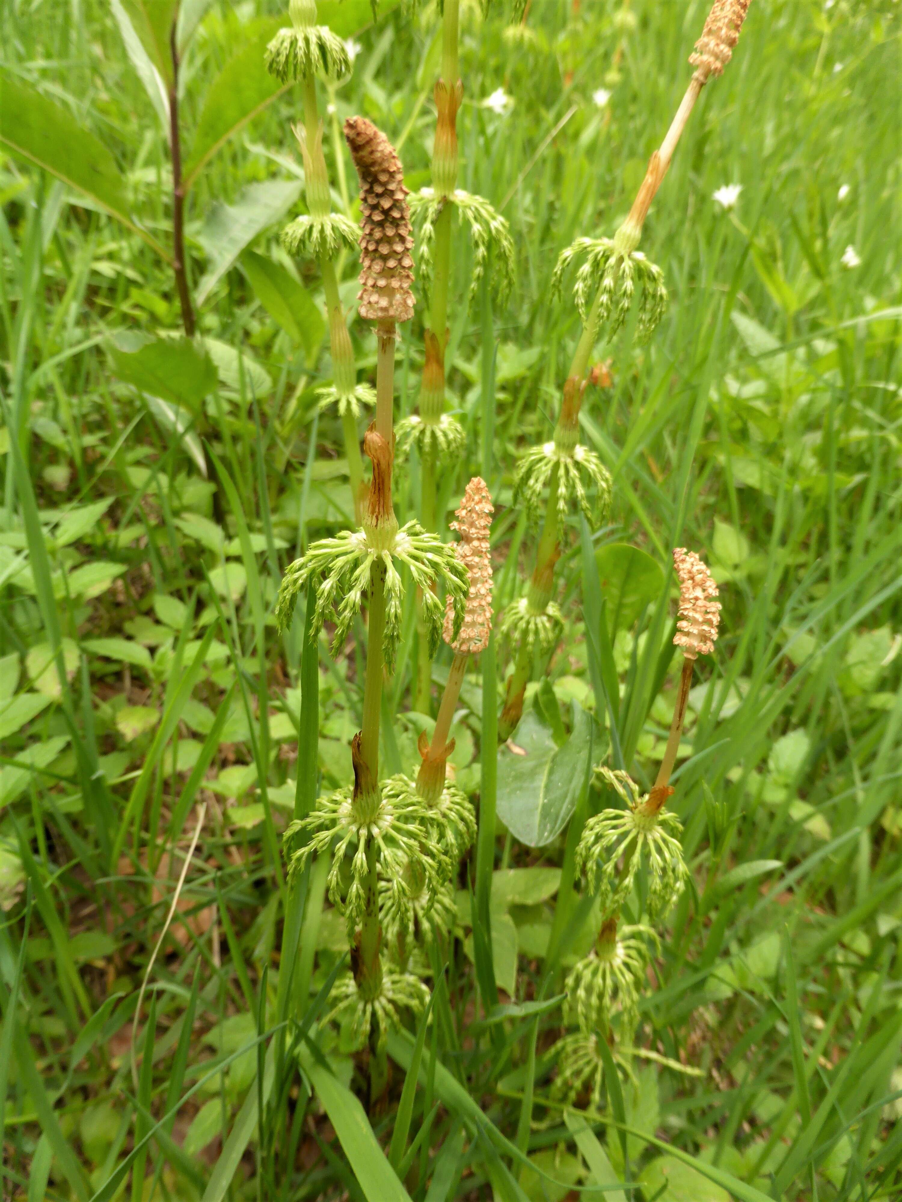 Image of Wood Horsetail