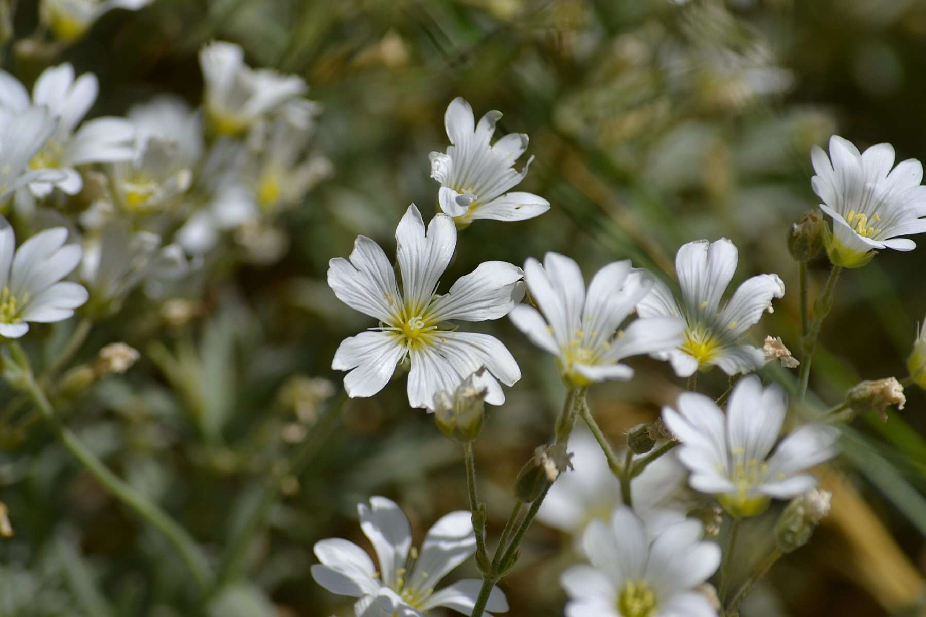 Imagem de Cerastium biebersteinii DC.