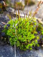 Image of tortula moss