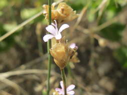 Image of Proliferous Pink