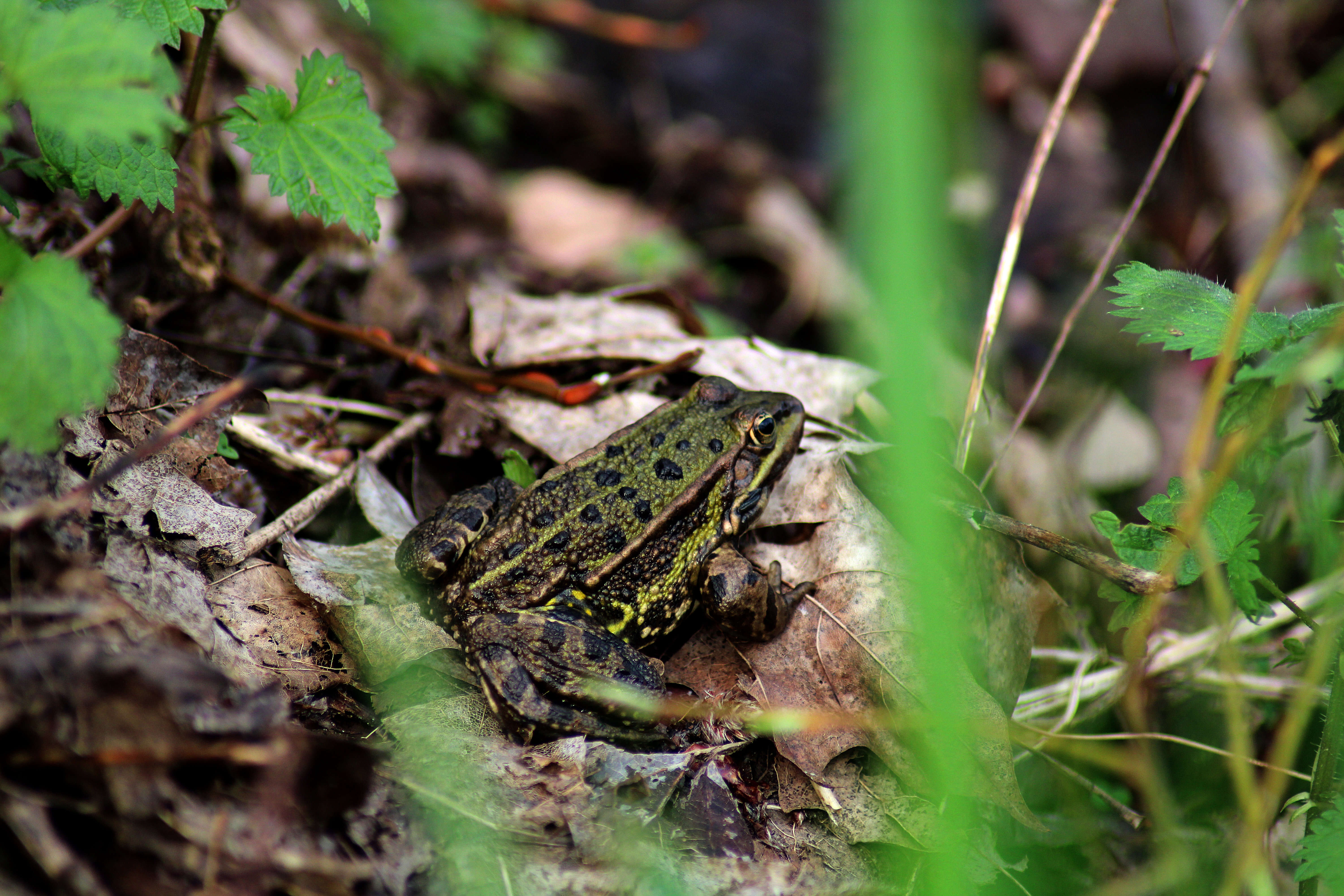 Image of Pelophylax esculentus