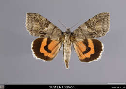 Image of red underwing