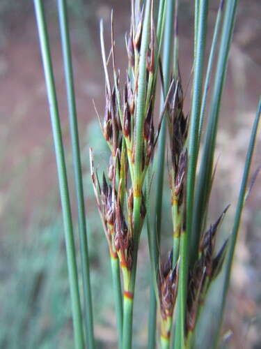 Image of Tetraria cuspidata (Rottb.) C. B. Clarke