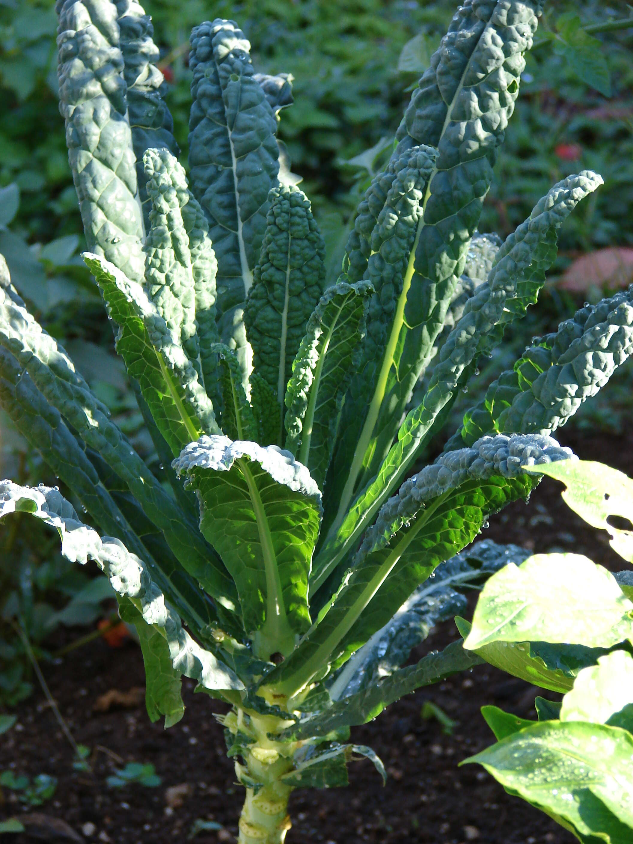 Image of Brussels Sprout