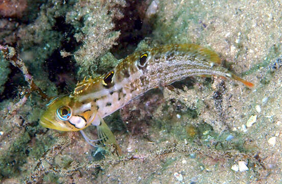 Image of Speckled Klipfish