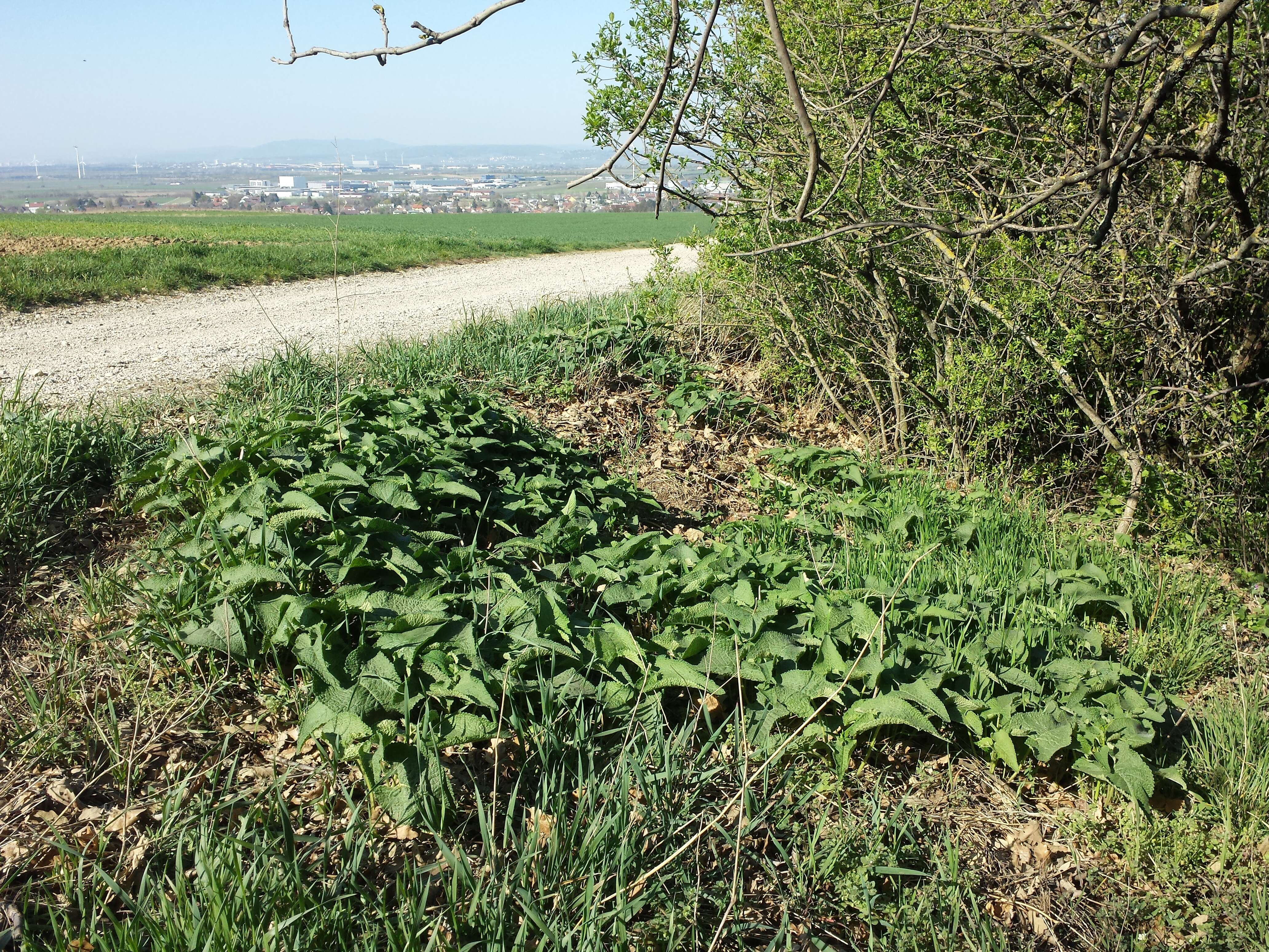 Слика од Phlomoides tuberosa (L.) Moench