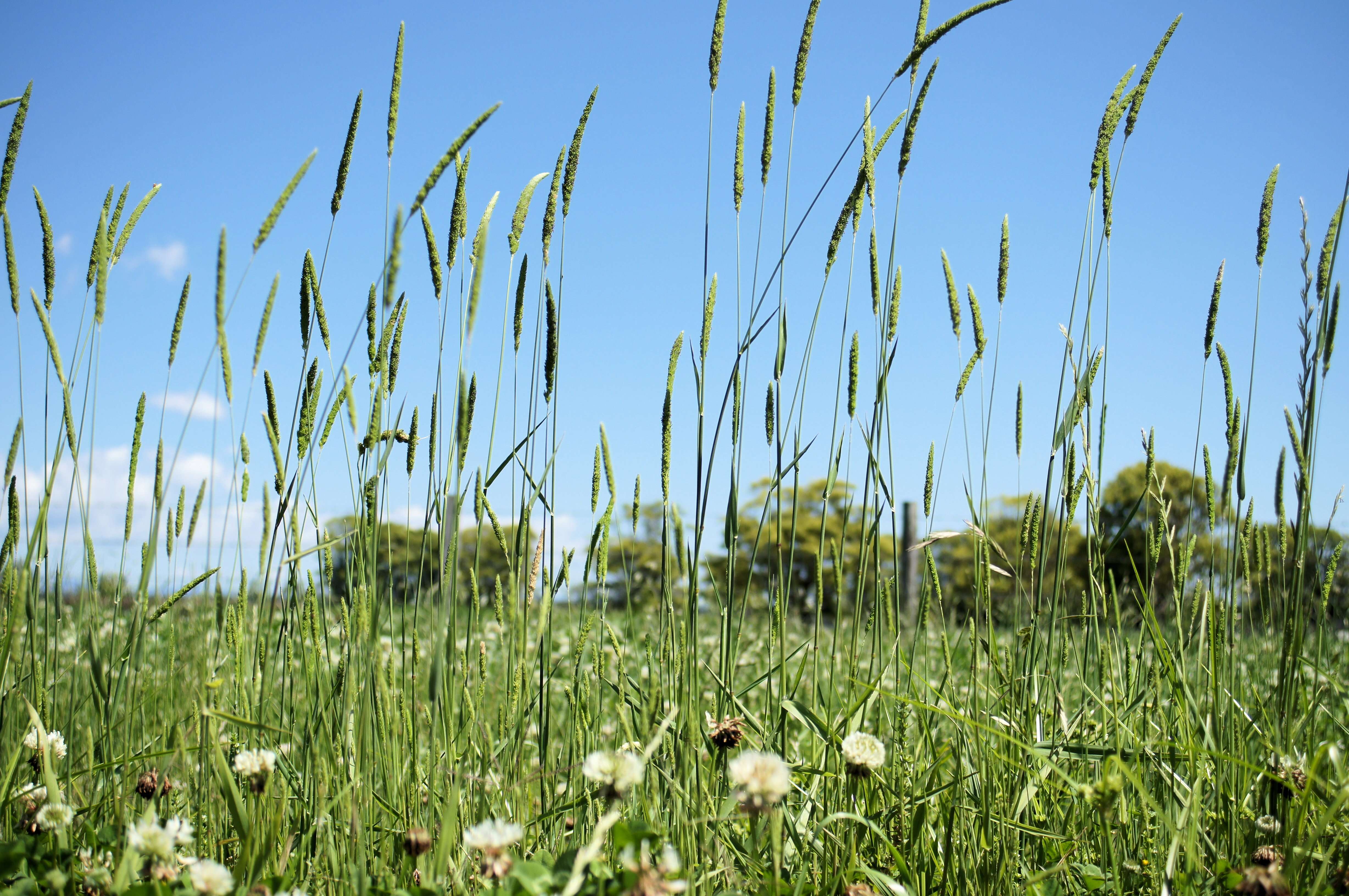 Image of timothy canarygrass