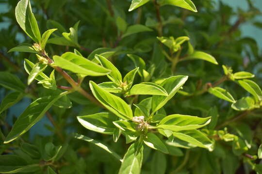 Image of sweet basil