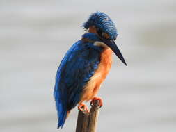 Image of Common Kingfisher