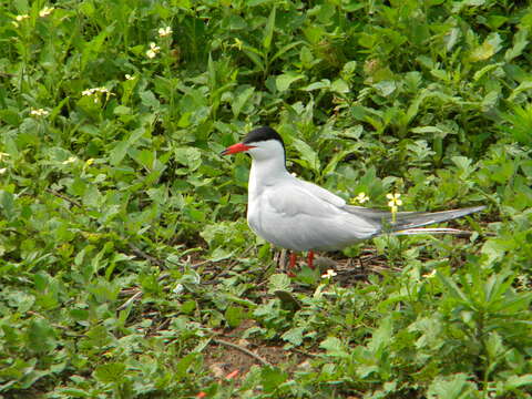 Image of Common Tern