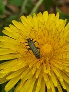 Image of Oedemera lurida