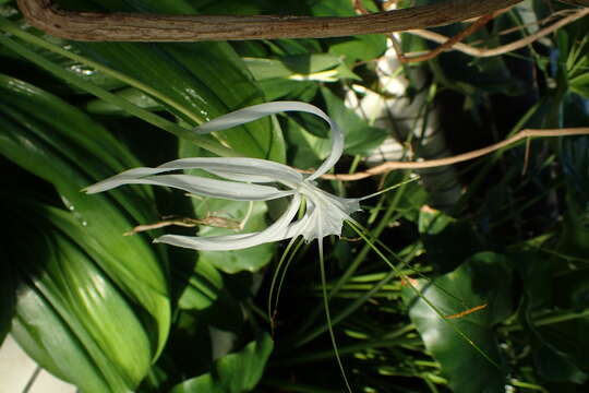 Imagem de Hymenocallis tubiflora Salisb.