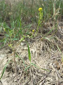 Image of ball mustard