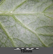 Image of Petasites albus (L.) Gaertn.