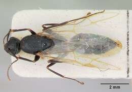 Image of Camponotus fallax (Nylander 1856)