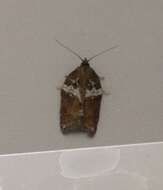 Image of Acleris hastiana Linnaeus 1758