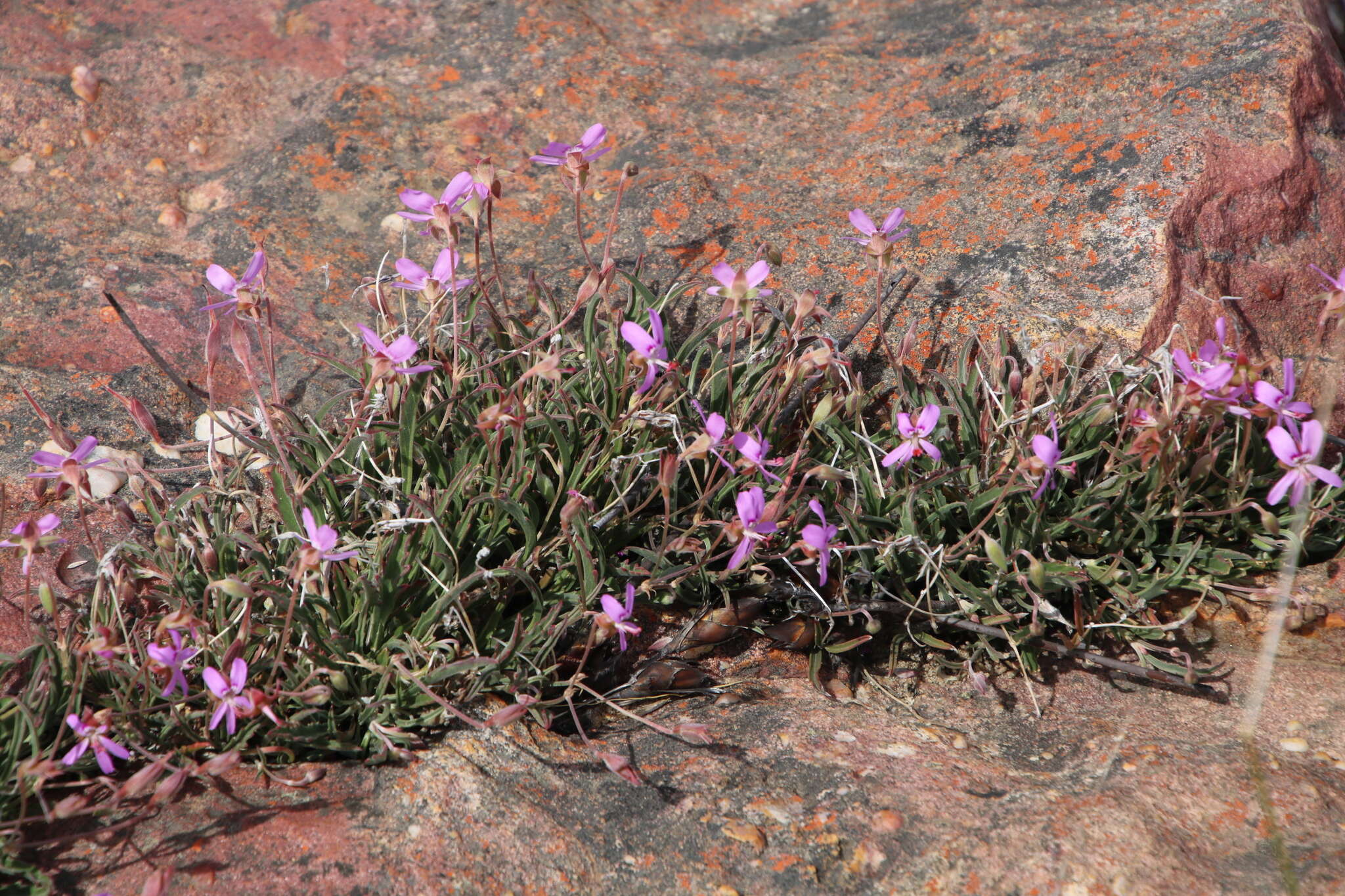 Image of Pelargonium coronopifolium Jacq.