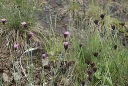 Image of carthusian pink