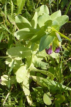 Image of honeywort