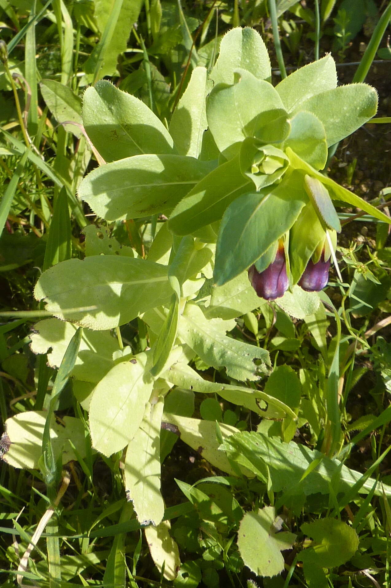 Image of honeywort