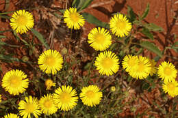 Image of Yellow felicia