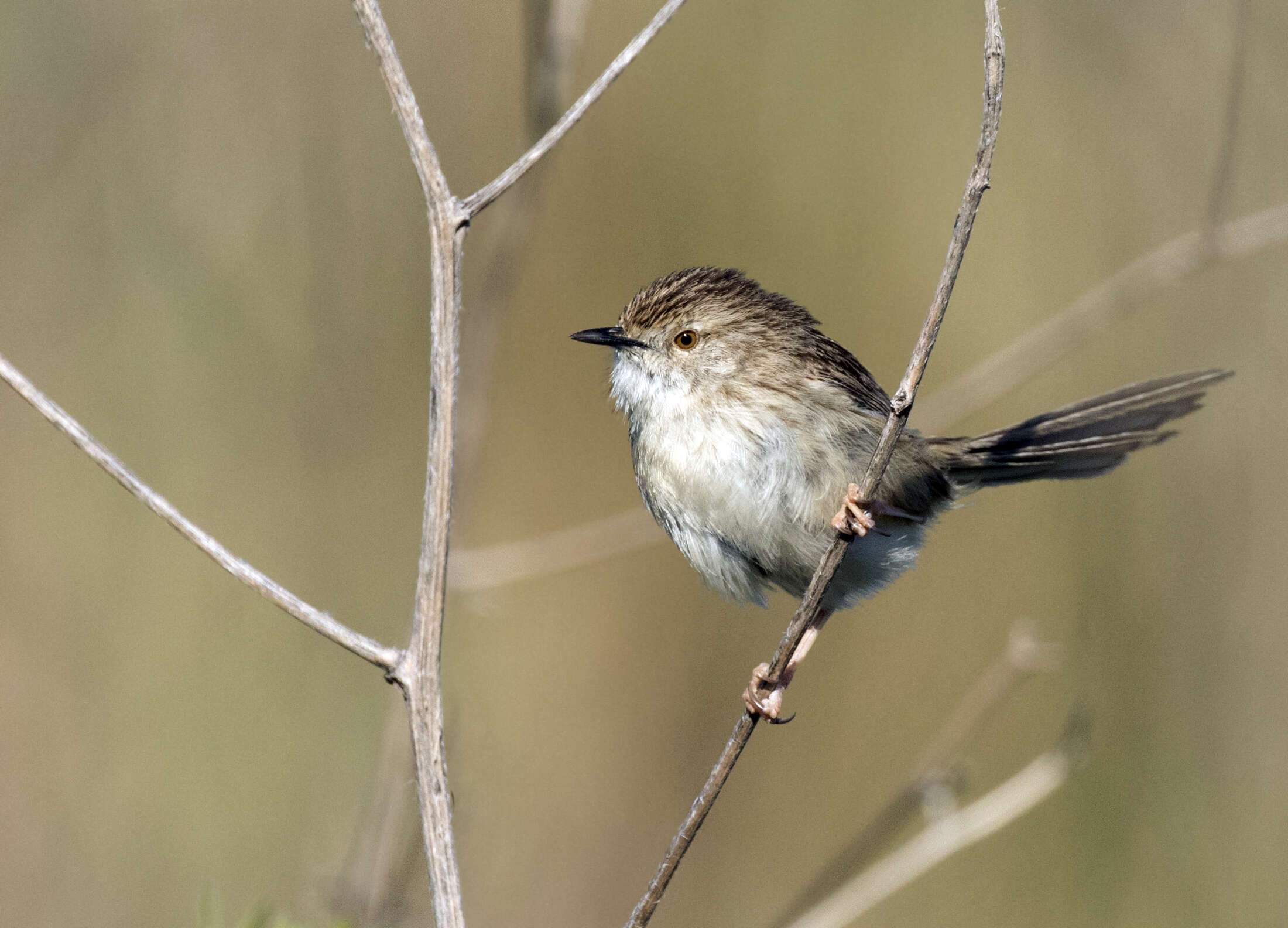 Image of Graceful Prinia