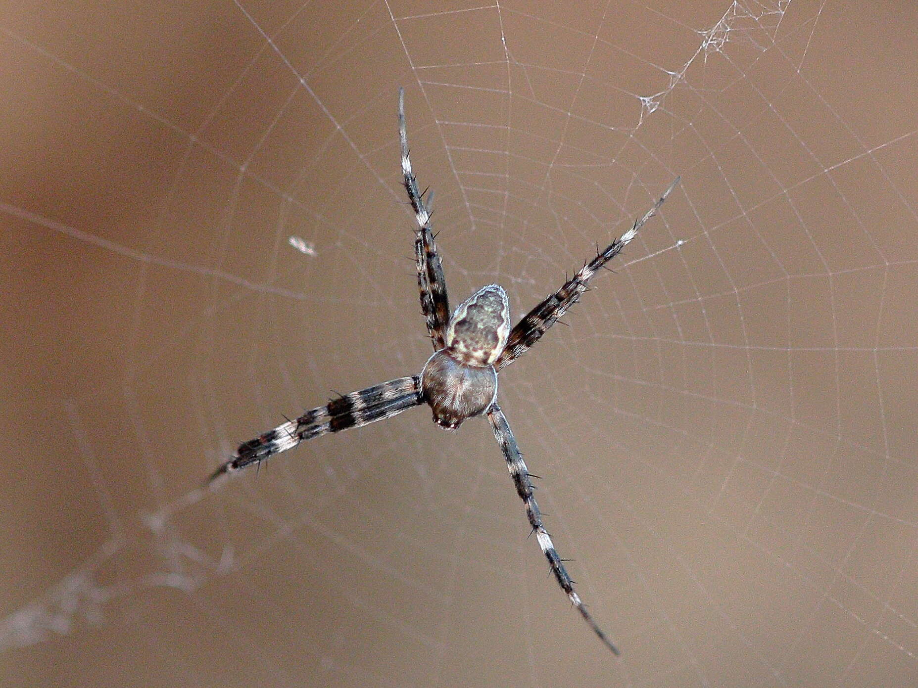 Imagem de Argiope mascordi Levi 1983