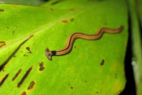 Image of Bipalium vagum Jones & Sterrer 2005