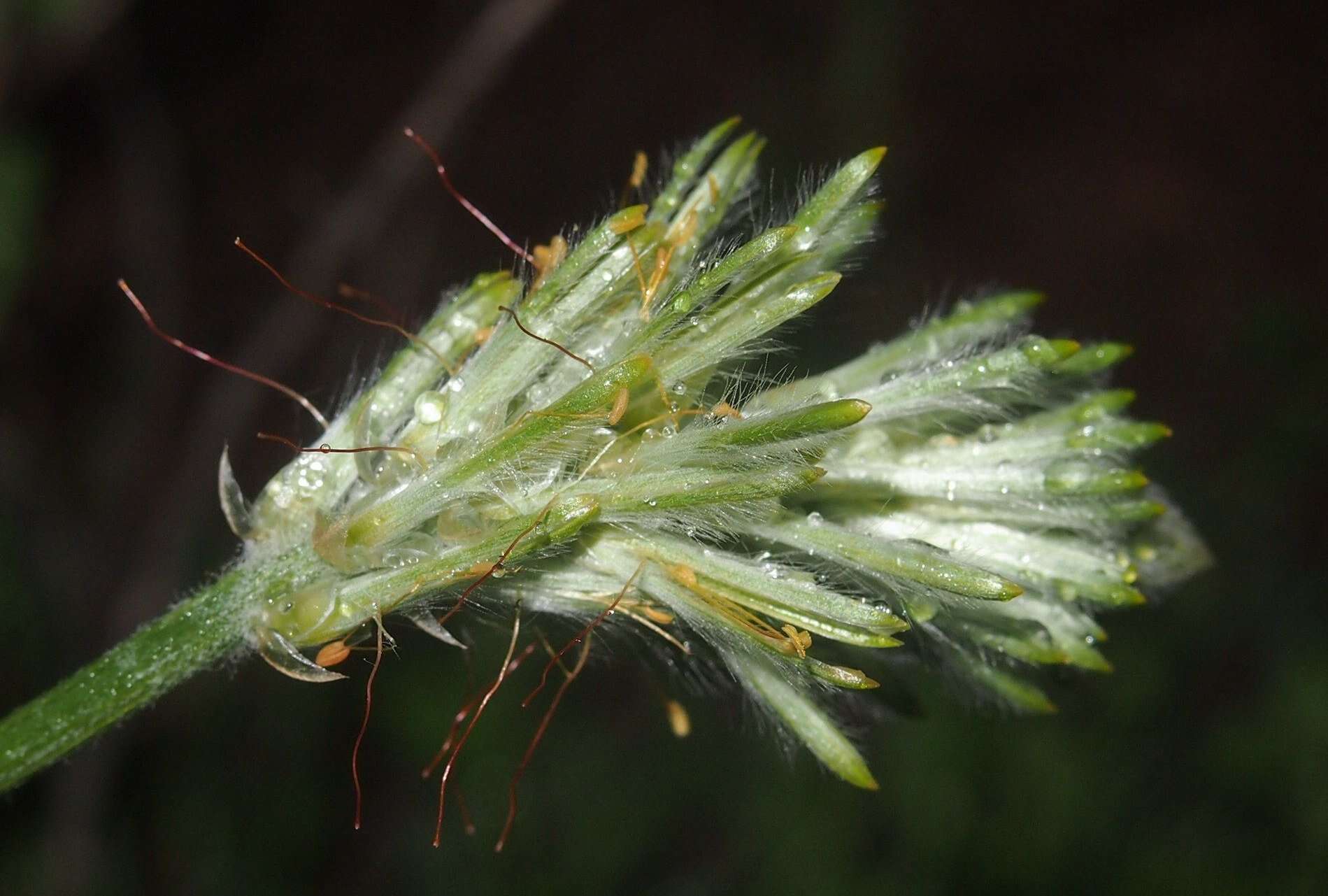 Image of Ptilotus polystachyus (Gaudich.) F. Müll.