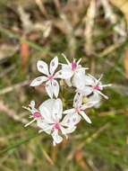 Image of Burchardia umbellata R. Br.