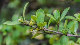 Image of Coprosma foetidissima J. R. Forst. & G. Forst.