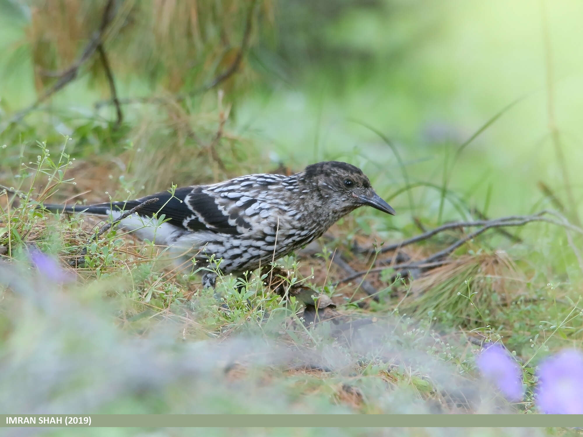 Image of Kashmir Nutcracker