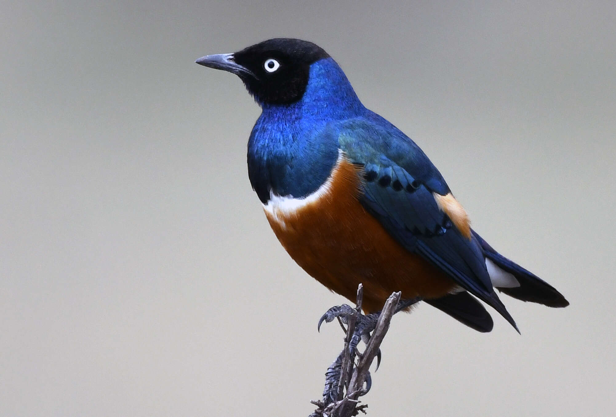 Image of Superb Starling