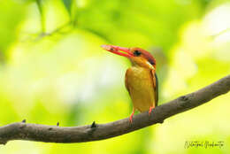 Image of Black-backed Kingfisher