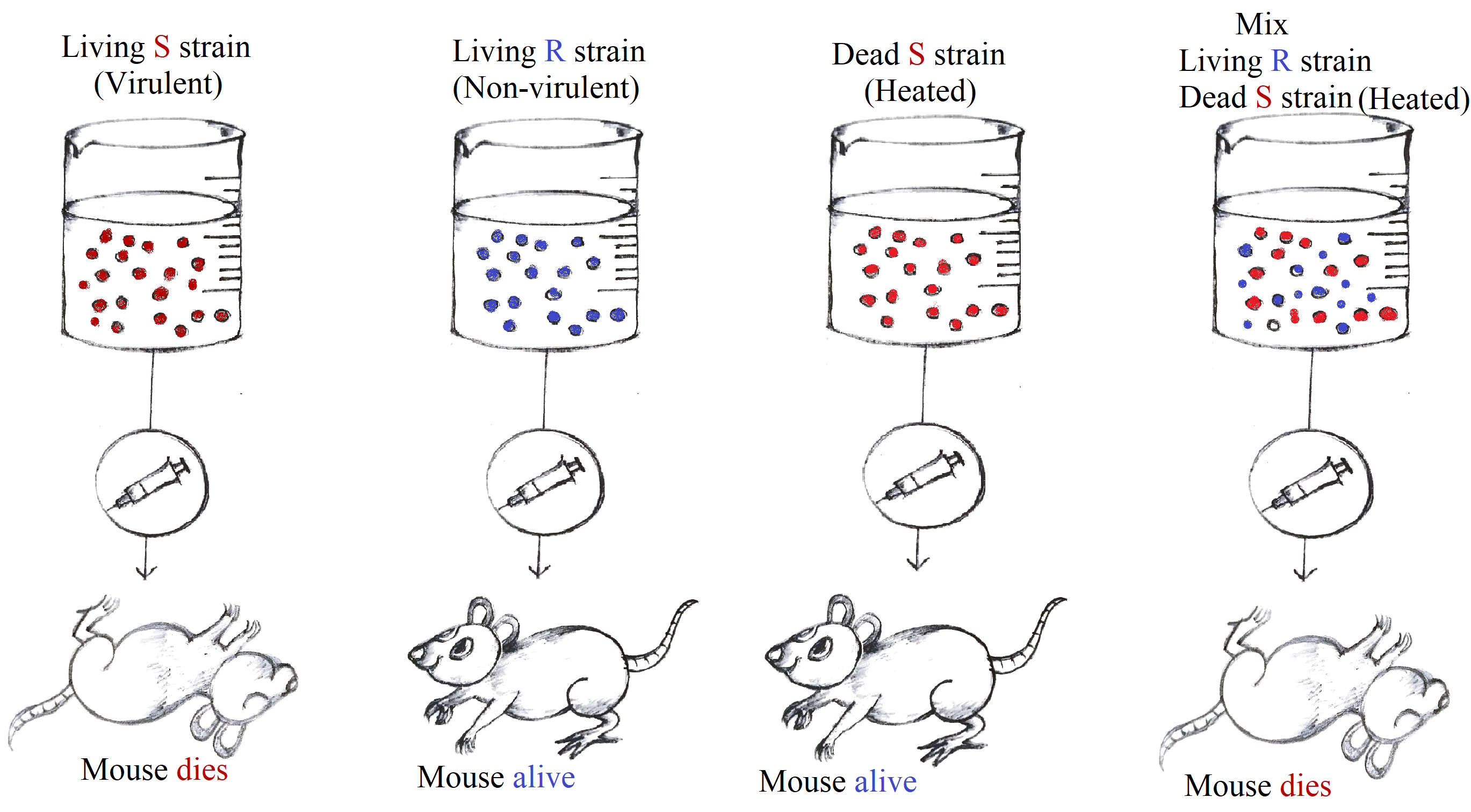 Imagem de Streptococcus pneumoniae