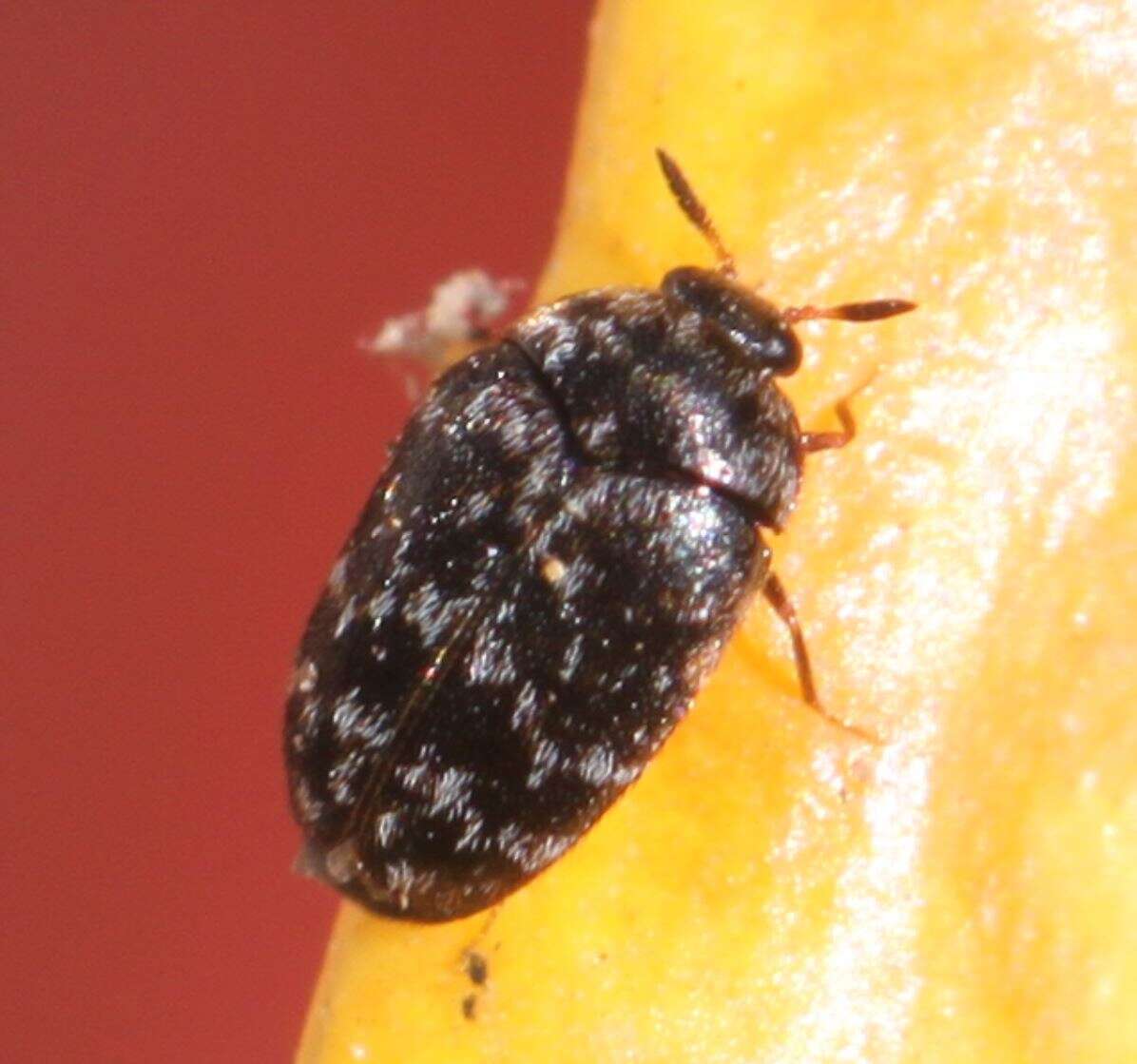 Image of Glabrous Cabinet Beetle