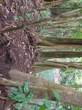 Image of dragonsblood tree