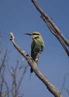 Image of Rainbow Bee-eater