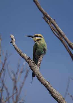 Image of Rainbow Bee-eater