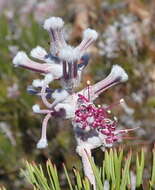 Imagem de Paranomus dispersus Levyns