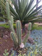 Cereus repandus (L.) Mill. resmi