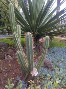 Cereus repandus (L.) Mill. resmi