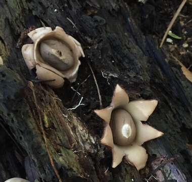 Image of Geastrum saccatum