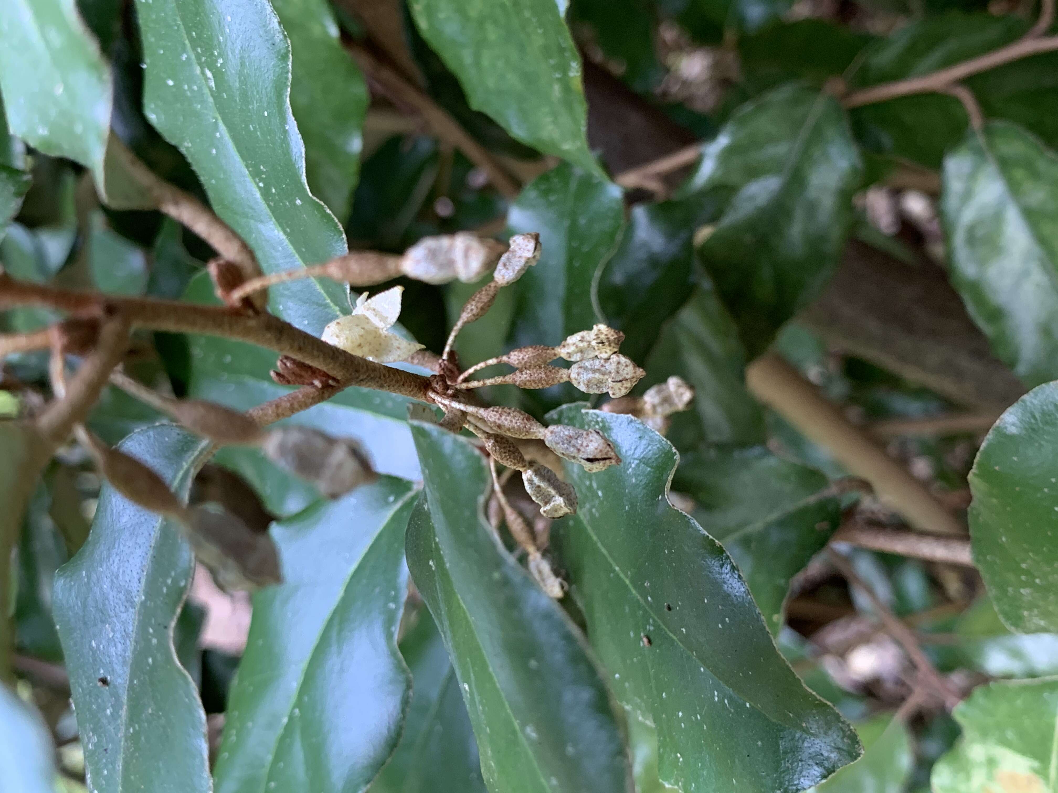 Image of Elaeagnus submacrophylla Serv.